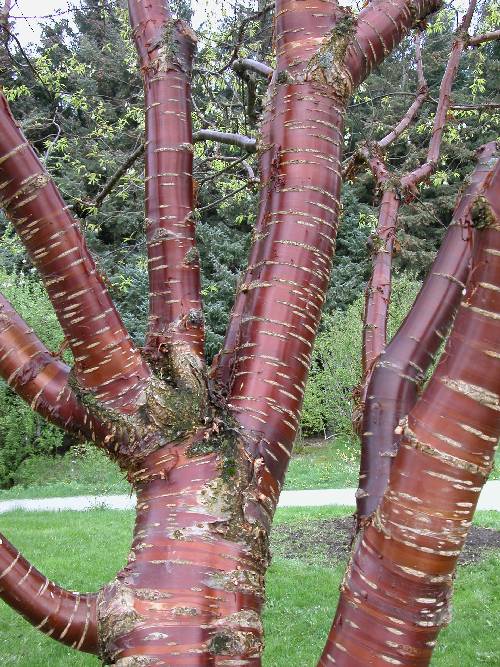Bjørkekirsebær (Prunus serrula)